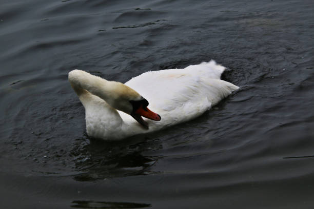 istock A view of s Mute Swan 1406773040
