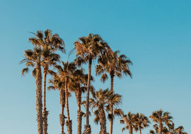 istock Cluster of palm trees against light blue sky 1406773186