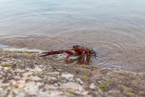 Louisiana crayfish (Procambarus Clarkii) at the edge of the Salagou Lake