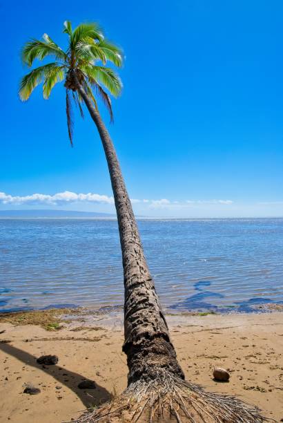 A lone tilted coconut palm tree stands on an idyllic Molokai beach Hawaii. Coconut palm tree on sandy beach and brilliant blue sky south of Kaunakakai Molokai. The island of Lanai is in the distance.