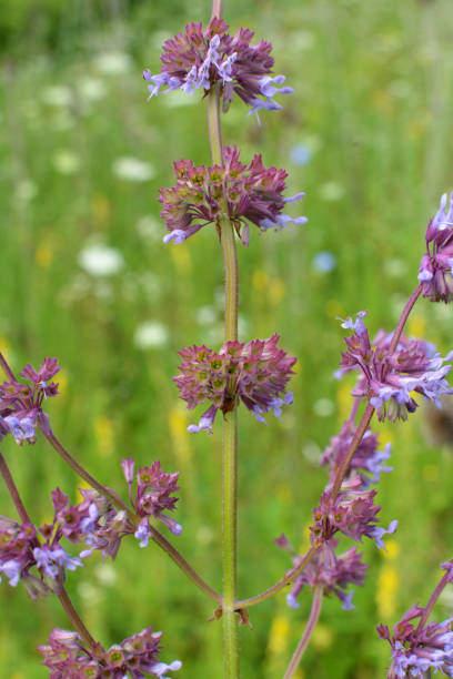 istock In nature, the blooms Salvia verticillata 1406775984