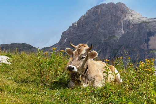 A cow is resting in the meadow after grazing in the high mountains