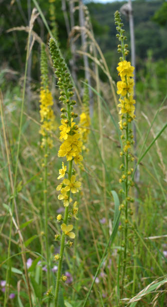 istock Agrimonia eupatoria blooms among herbs 1406776313