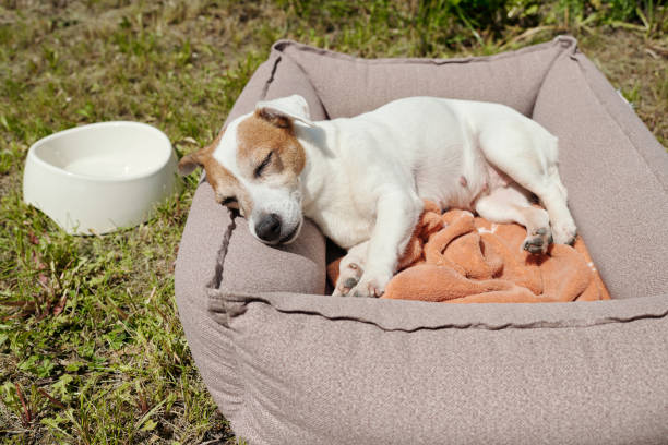 istock Cute jack russell terrier sleeping in soft comfortable pet bed on green grass 1406776425
