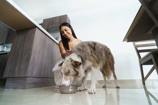A big dog eating from a bowl in the kitchen at home and a female owner caressing the dog.