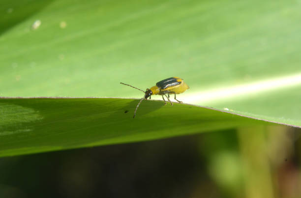 istock On the plant Western corn beetle 1406777394