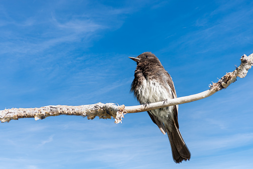 The Black Phoebe (Sayornis nigricans) is a medium sized songbird in the flycatcher family. It breeds from southwest Oregon and California through Central and South America.  The northern populations are partially migratory but mostly lives year-round throughout its range.  The sexes are identical in their plumage.  They are predominately black with a white belly and under the tail.  The black phoebe’s diet consists mainly of insects which they catch in the air.  They are always found near water.  This black phoebe was photographed while perched on a branch at Walnut Canyon Lakes in Flagstaff, Arizona, USA.