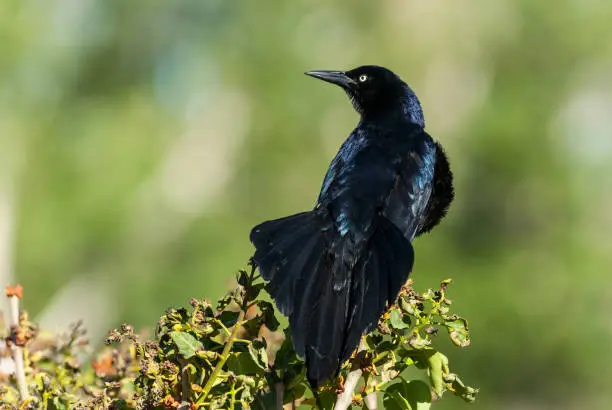 Photo of Great-Tailed Grackle in a Bush