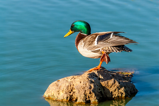 The Mallard Duck (Anas platyrhynchos) may be one of the most abundant ducks in the world.  It frequents marshes, wooded swamps, grain fields, ponds, rivers, lakes and bays.  The mallard may be found in any kind of aquatic habitat, but favors fresh water.  Its diet is omnivorous.  The mallard forages in water by dabbling, submerging head and neck, up-ending.  On land it grazes, plucking seeds and grubbing for roots.  This male mallard was standing on a rock in Walnut Canyon Lakes in Flagstaff, Arizona, USA.