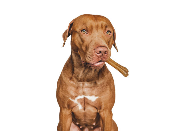 istock Lovable, pretty brown puppy, holding a bone 1406778645