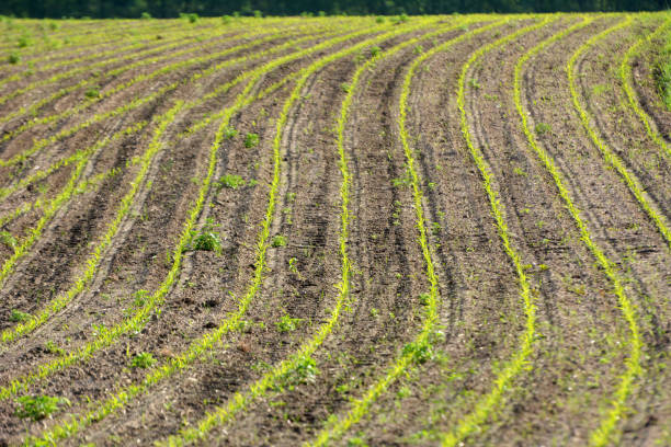 istock Young corn grows on the farmer's field. 1406778977