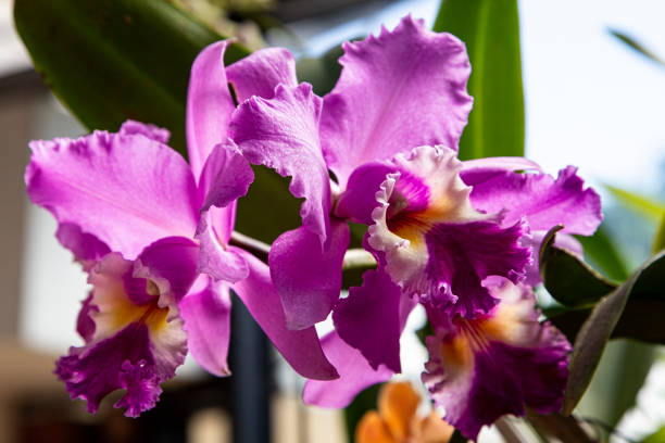 istock Amazing Orchids in the garden 1406780183