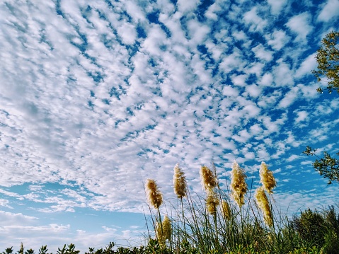 Fluffy clouds like cotton balls fill a blue sky with pampas grass in the foreground in this California skyscape.