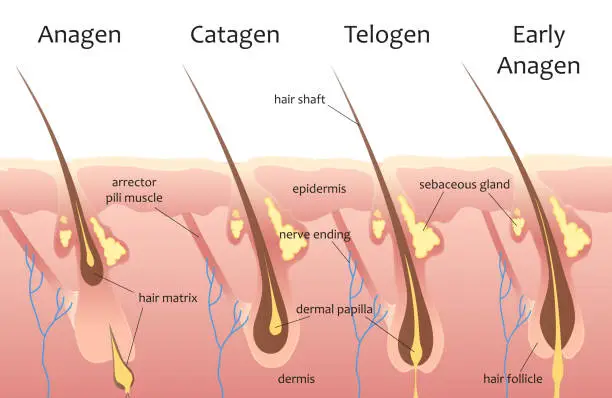 Vector illustration of Cycle of human hair growth, infographic process with layers of skin, hair root, epidermis