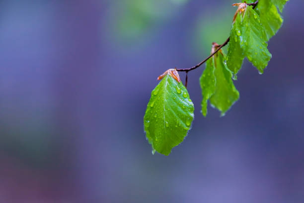 Fresh Grass with Dew Drops against Blurred Background