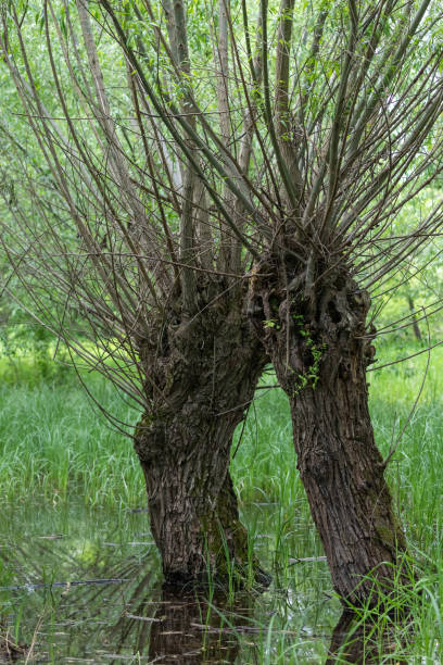 Two willows in the floodplain forest. The trunk is in the water.