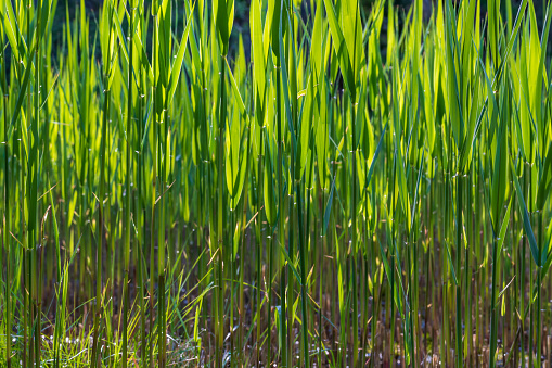 A green reed backlit by the sun grows in a swamp by a pond.