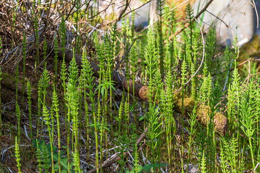 The green horsetail grows from the surface of the pond.