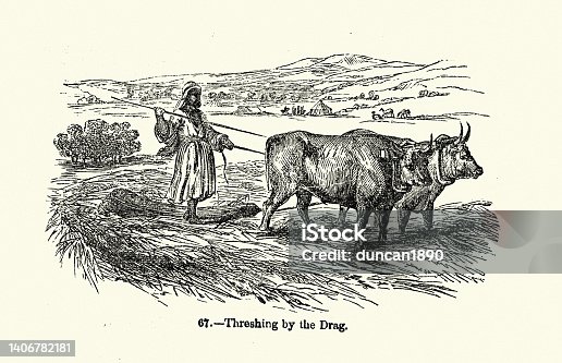 istock Vintage illustration, Farmer threshing crops using drag pulled bu oxen, Victorian agriculture, 19th Century 1406782181