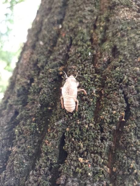istock Moult of a cicada 1406782226