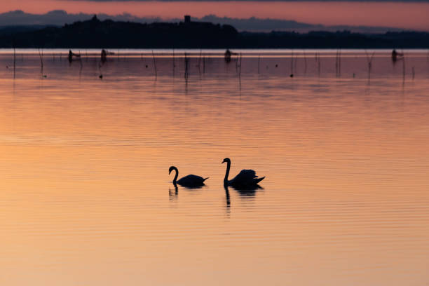 istock Two swans silhouettes on a lake at sunset 1406782963