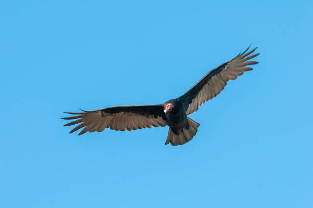 istock Turkey Vulture, ,planning in flight, Patagonia, Argentina 1406783556