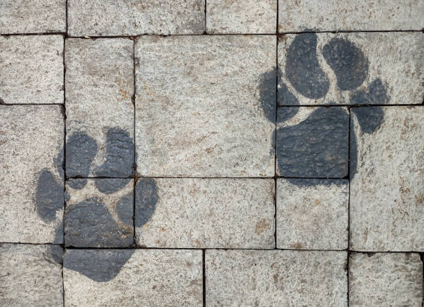 istock Painted pug marks of leopard on a concrete brick walkway 1406784327