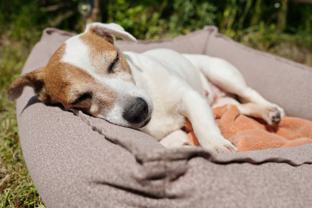 istock Tired jack russell terrier napping in comfortable pet bed after eat on backyard 1406784827