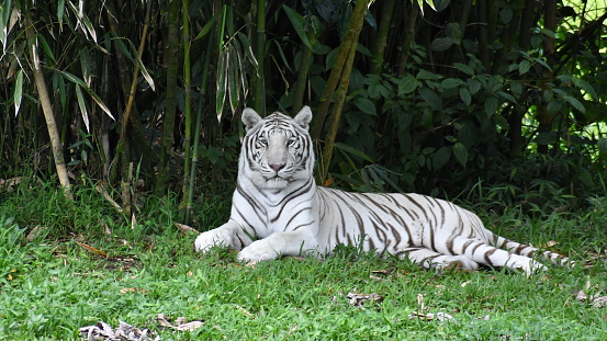 White Tiger living in animal sanctuary, rescued from animal trade. OLYMPUS DIGITAL CAMERA