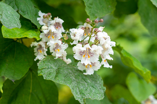 Northern catalpa flowers on Indian bean tree branch with green foliage. Bignoniaceae family blossom