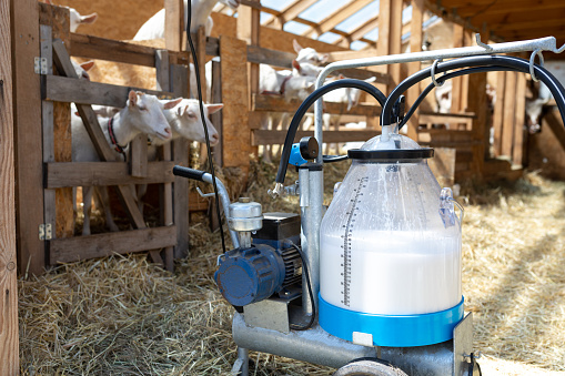 machine for automatic milking in a livestock building with goats. Breeding of farm animals. Development of farming.