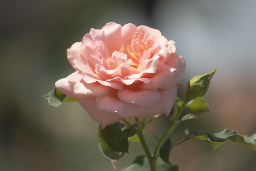 Beautiful pink orange rose  is blooming in the garden