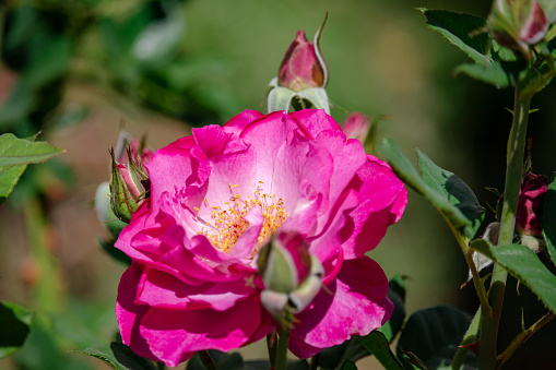 Beautiful pink  roses are blooming in the garden