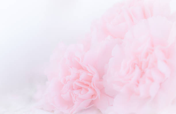 istock Pink Carnation Flowers Bouquet on light pink background. soft filter. 1406788821