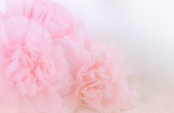istock Pink Carnation Flowers Bouquet on light pink background. soft filter. 1406788828