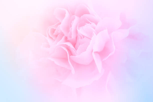 istock Pink Carnation Flowers Bouquet on light pink background. soft filter. 1406788836