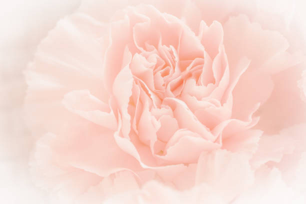 istock Pink Carnation Flowers Bouquet on light pink background. soft filter. 1406788842