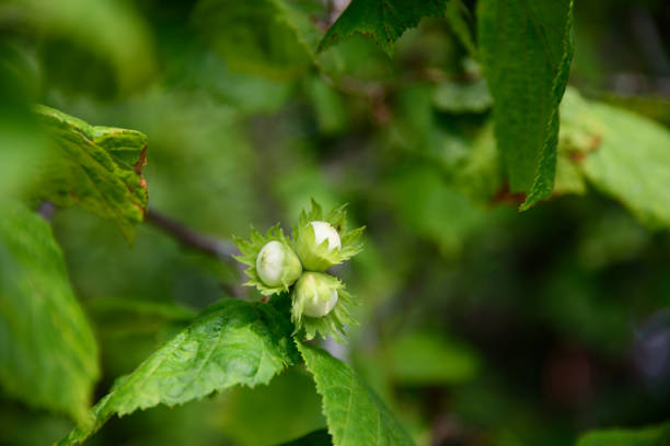 istock beautiful hazelnuts on a sunny midsummer day 1406789441