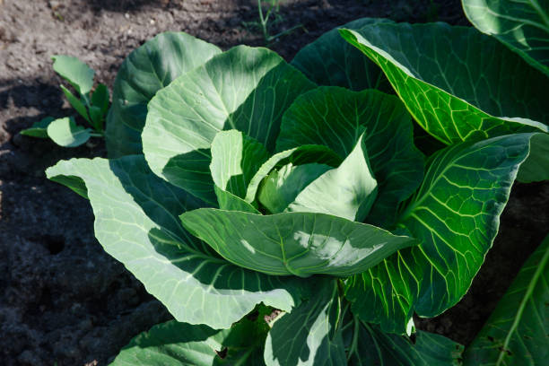 a beautiful head of cabbage in a bed on a sunny summer day a beautiful head of cabbage in a bed on a sunny summer day cruciferous vegetables stock pictures, royalty-free photos & images