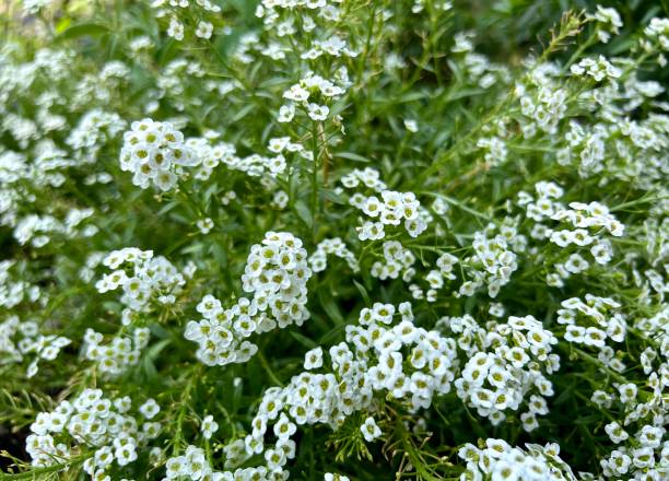 istock Sweet Alyssum Blooming in Garden 1406789577
