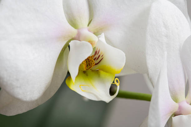 istock White orchid plant flower in bloom on a white grey background 1406790019
