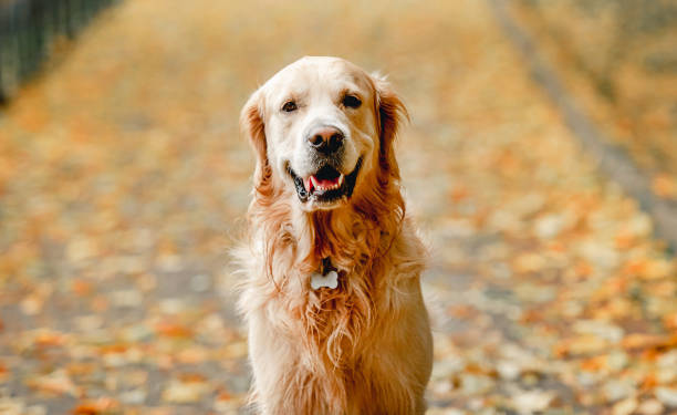 istock Golden retriever dog in park 1406791627