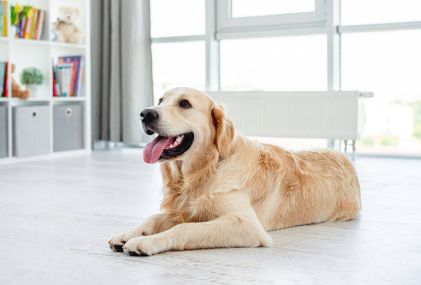 istock Golden retriever lying on light floor 1406791631