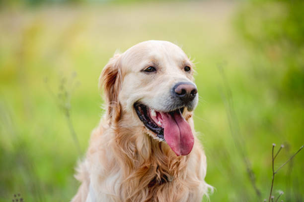 istock Golden retriever dog outdoors in summer 1406792191