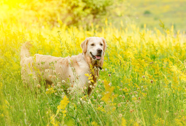istock Funny golden retriever on flowering field 1406792220