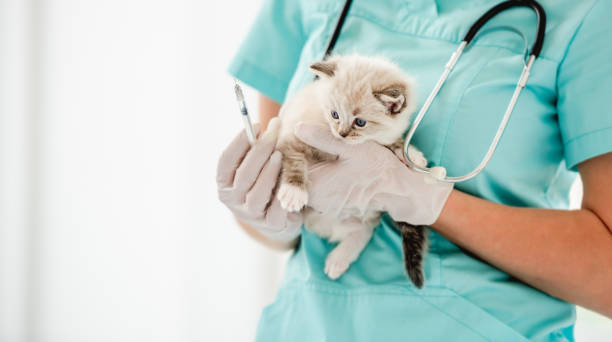 istock Ragdoll kitten at veterinerian clinic 1406793013