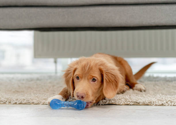 istock Toller puppy having fun at home 1406794131