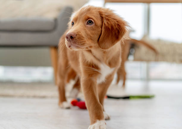 istock Toller puppy having fun at home 1406794132