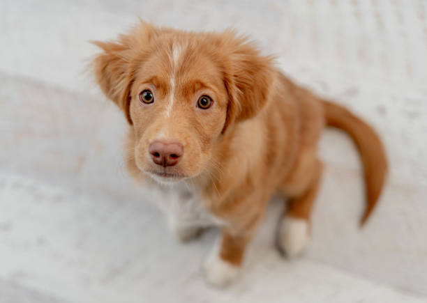 istock Toller puppy having fun at home 1406794146