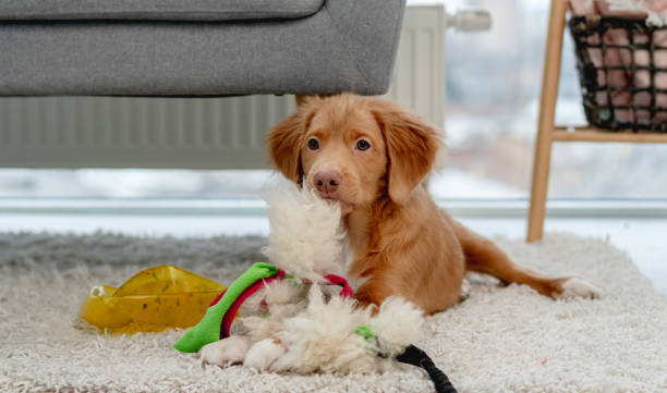 istock Toller puppy having fun at home 1406794169